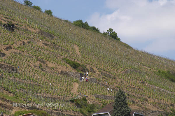 Vineyards in Condrieu, Rhone
