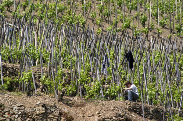 Vineyards in Condrieu, Rhone