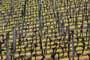 vineyard in winter