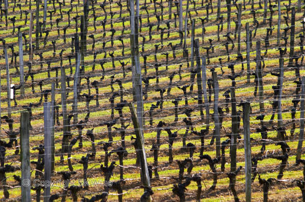 Vineyard in winter time