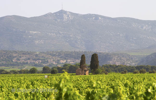 Vineyards in the Terrasses du Larzac