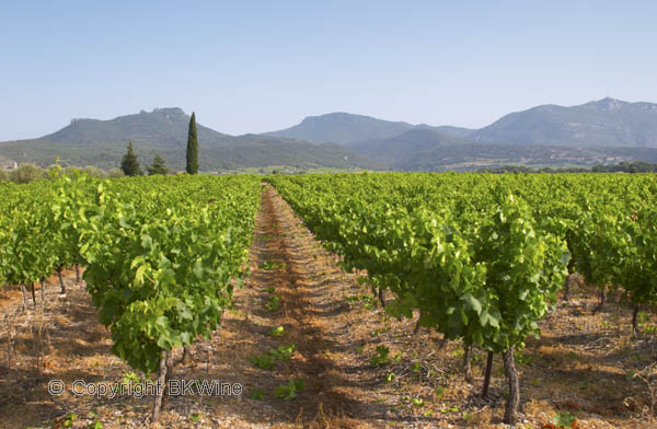 Montpeyroux, Terrasses du Larzac