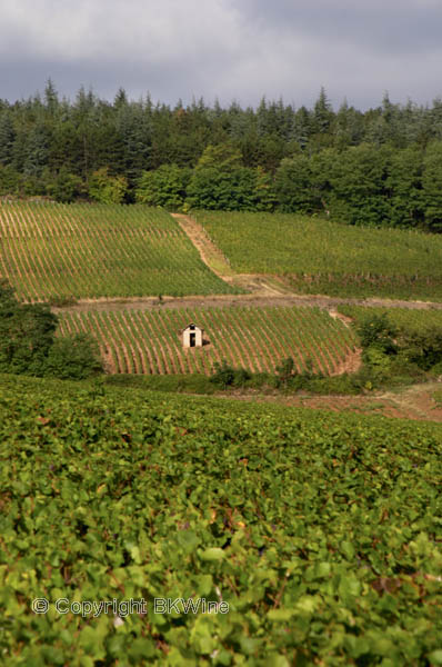 Vineyard in Mercurey, Burgundy