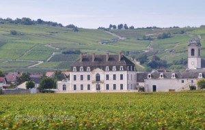 burgundy vineyards