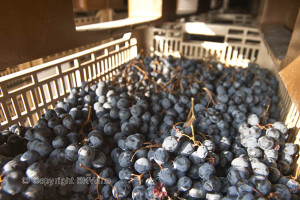 grapes drying for amarone