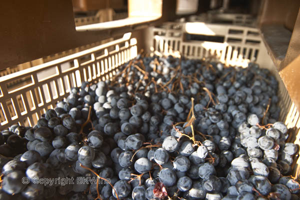 Grapes drying for amarone in Valpolicella