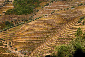 portugal vineyards