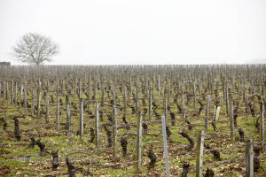 clotile davenne's vineyards