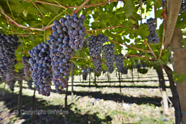 Corvina veronese grapes in the vineyard