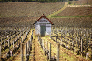 Vineyard with tool shed in Burgundy