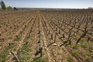 Vineyards in Fixin in Cote de Nuits, Burgundy