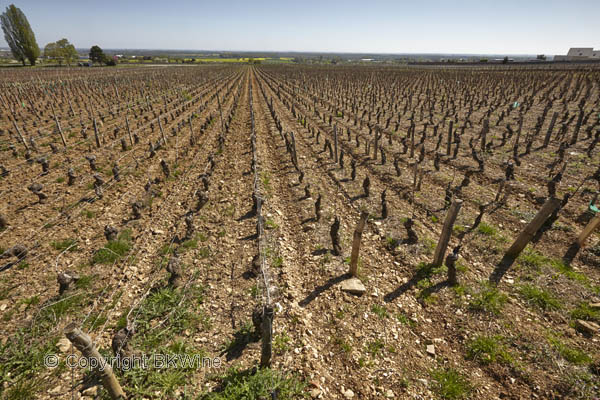 Vineyards in Fixin in Cote de Nuits, Burgundy