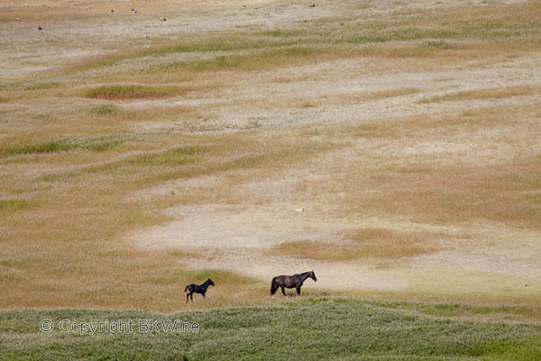 Horses running wild at Vina Vik, Chile