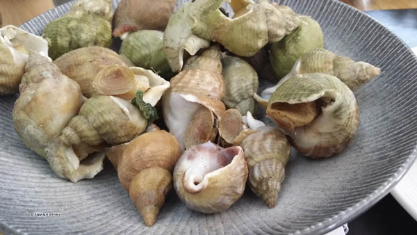 Bulot, sea snails