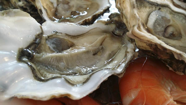 Oysters on the half-shell