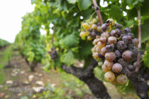 sauternes grapes