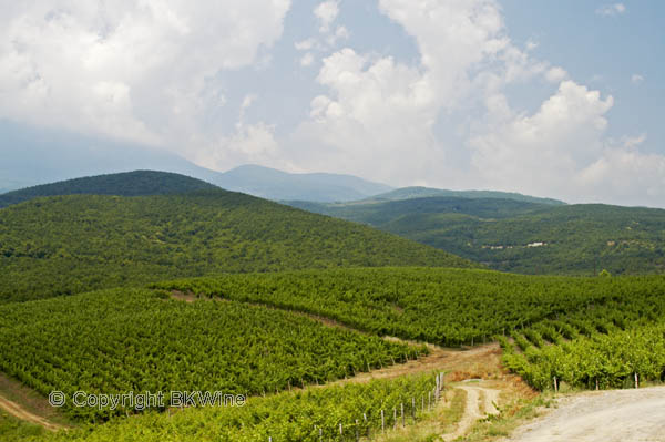 Vineyards, Kir-Yianni Winery, Naoussa, Greece