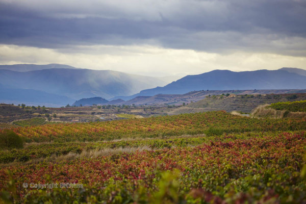 Landscape with vineyards in Rioja