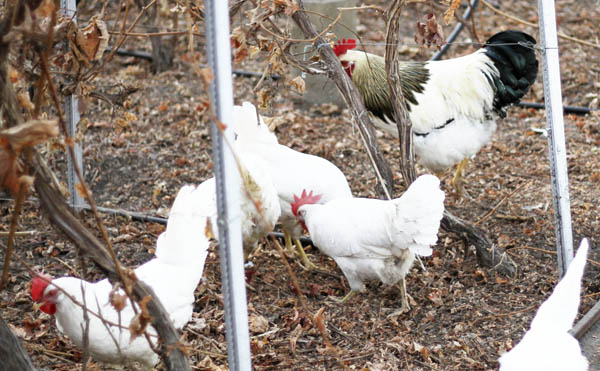 Hens in the vineyard