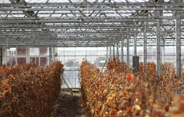 Vines in the greenhouse