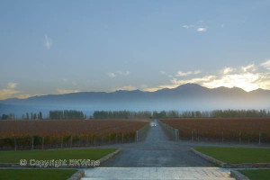 vineyards in mendoza