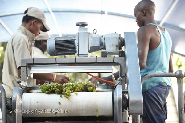 Harvesting and sorting white grapes at Boekenhoutskloof