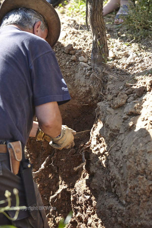 Claude Bourguignon investigating vineyard soil
