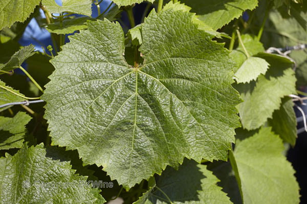 A malbec leaf