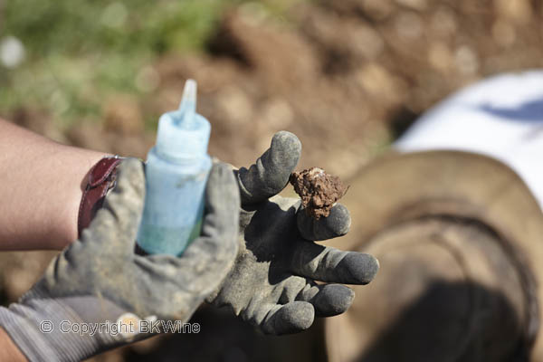 Lydia Bourguignon investigating vineyard soil