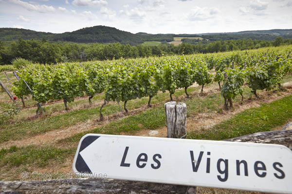 A vineyard in Cahors