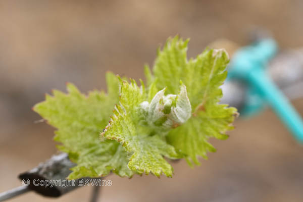 A budding vine in Montepulciano