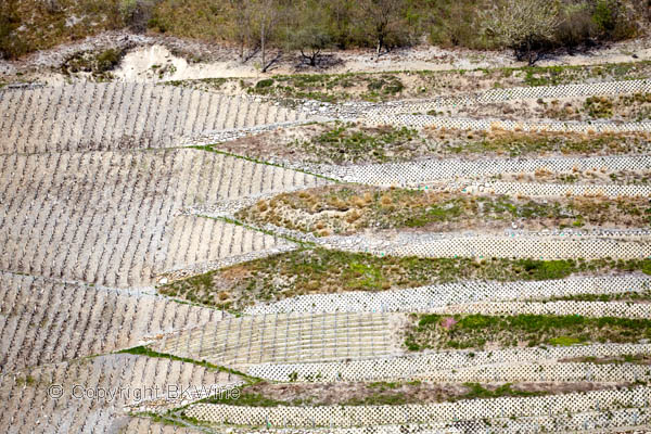 A Savoie vineyard on a steep slope