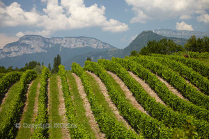 Vineyards and mountains in Savoie