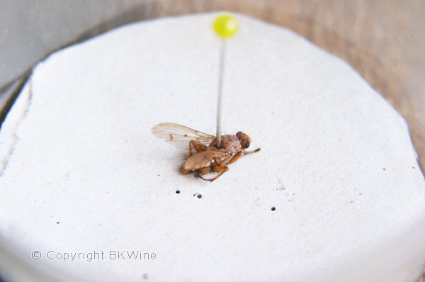 A dead truffles fly on a pin, copyright BKWine Photography