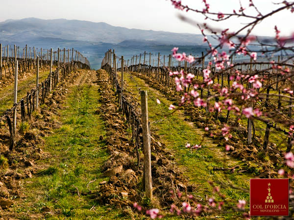 Col d'Orcia Banditella vineyard