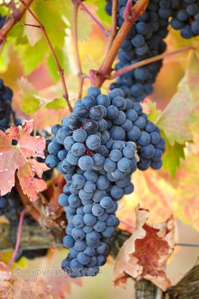 Tempranillo in Bodegas Roda vineyard in Rioja