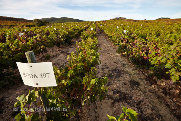 Bodegas Roda tempranillo experimental vineyard, Rioja