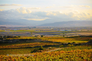 rioja vineyards