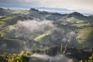 austrian vineyards