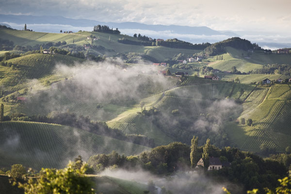 vineyards-austrian-wine-marketing-board