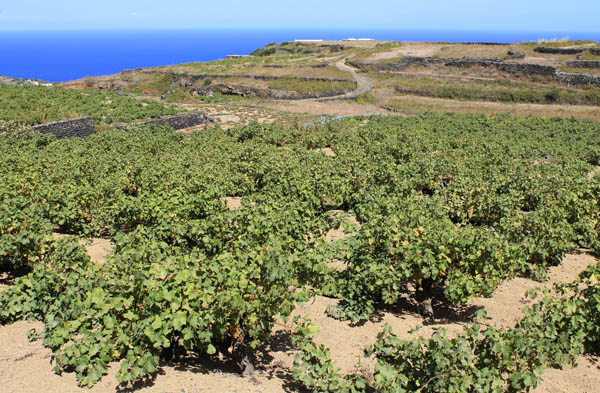 Alberello Zibibbo, Pantelleria