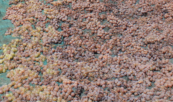 Cantina Basile, drying the grapes