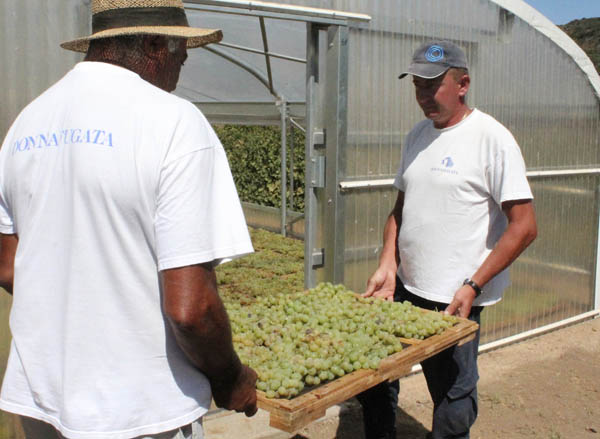 Donna Fugata, drying the grapes