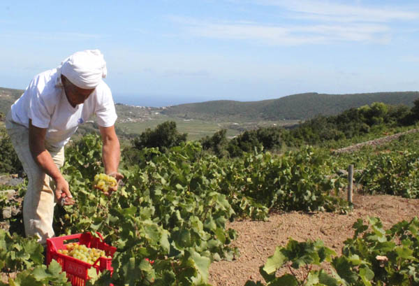 Donna Fugata, manual harvest