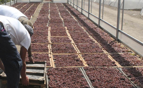 Donna fugata drying the grapes, Pantelleria