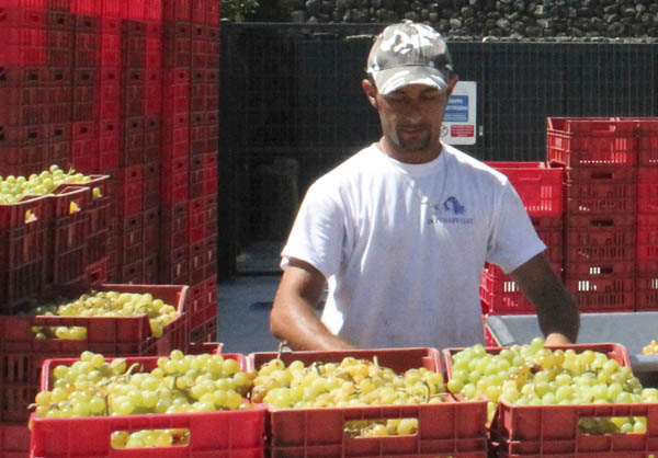 Donna Fugata, the very big zibibbo grapes