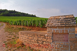 Domaine Comte Georges de Vogue Musigny vineyards