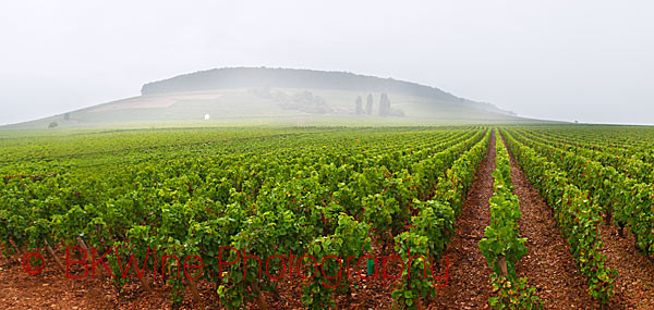 The Corton hill in Burgundy with its vineyards