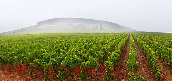 The Corton hill in Burgundy with its vineyards