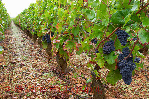 pinot noir in burgundy